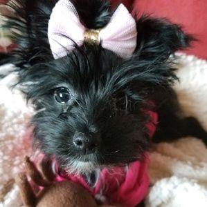 Meet your Posher, Tammy